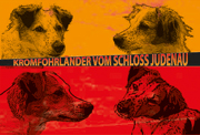 Logo Kromfohrländer vom Schloss Judenau