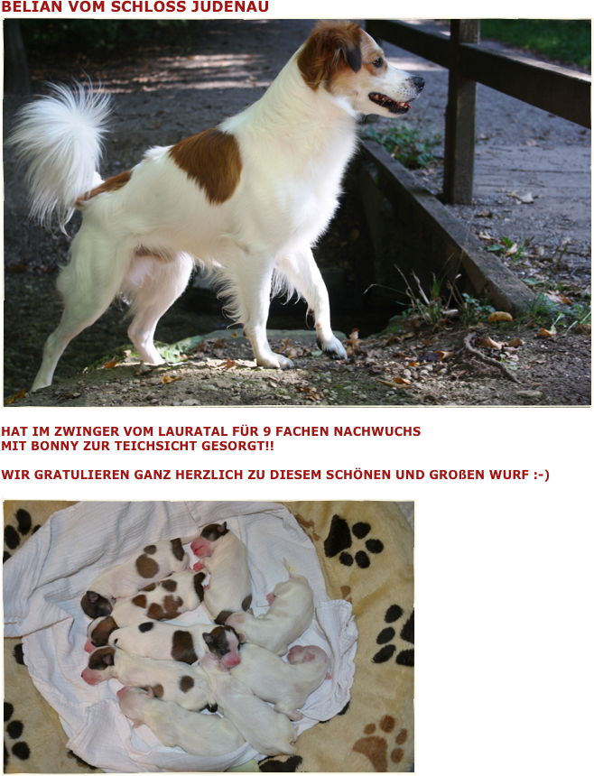 BElian vom Schloss Judenau ￼

hat im Zwinger vom Lauratal für 9 fachen Nachwuchs  mit Bonny zur Teichsicht gesorgt!!

Wir gratulieren ganz herzlich zu diesem schönen und großen Wurf :-)

￼









